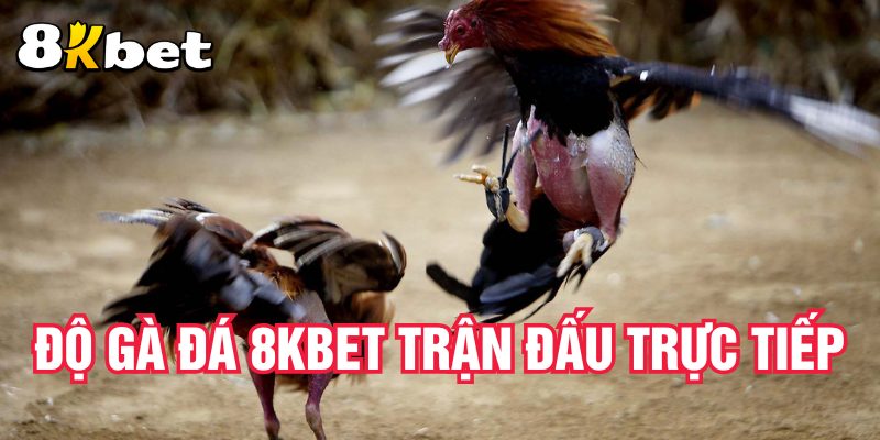 do-ga-da-8kbet-tran-dau-truc-tiep