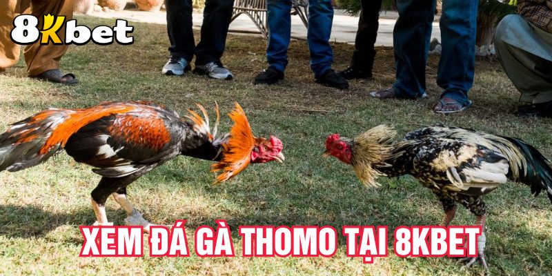 xem-da-ga-thomo-tai-8kbet